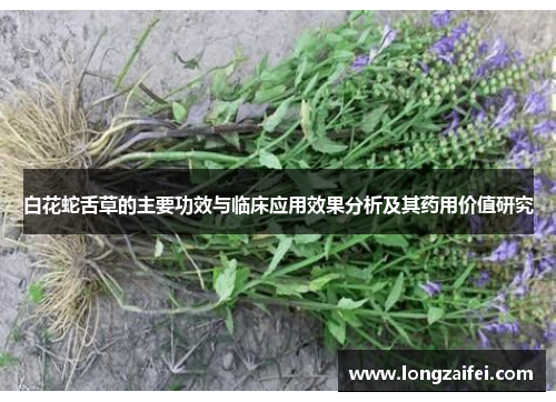 白花蛇舌草的主要功效与临床应用效果分析及其药用价值研究