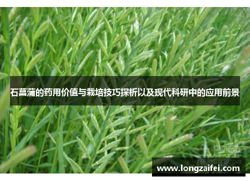 石菖蒲的药用价值与栽培技巧探析以及现代科研中的应用前景