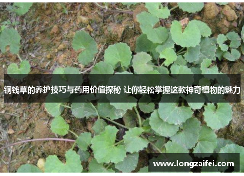 铜钱草的养护技巧与药用价值探秘 让你轻松掌握这款神奇植物的魅力